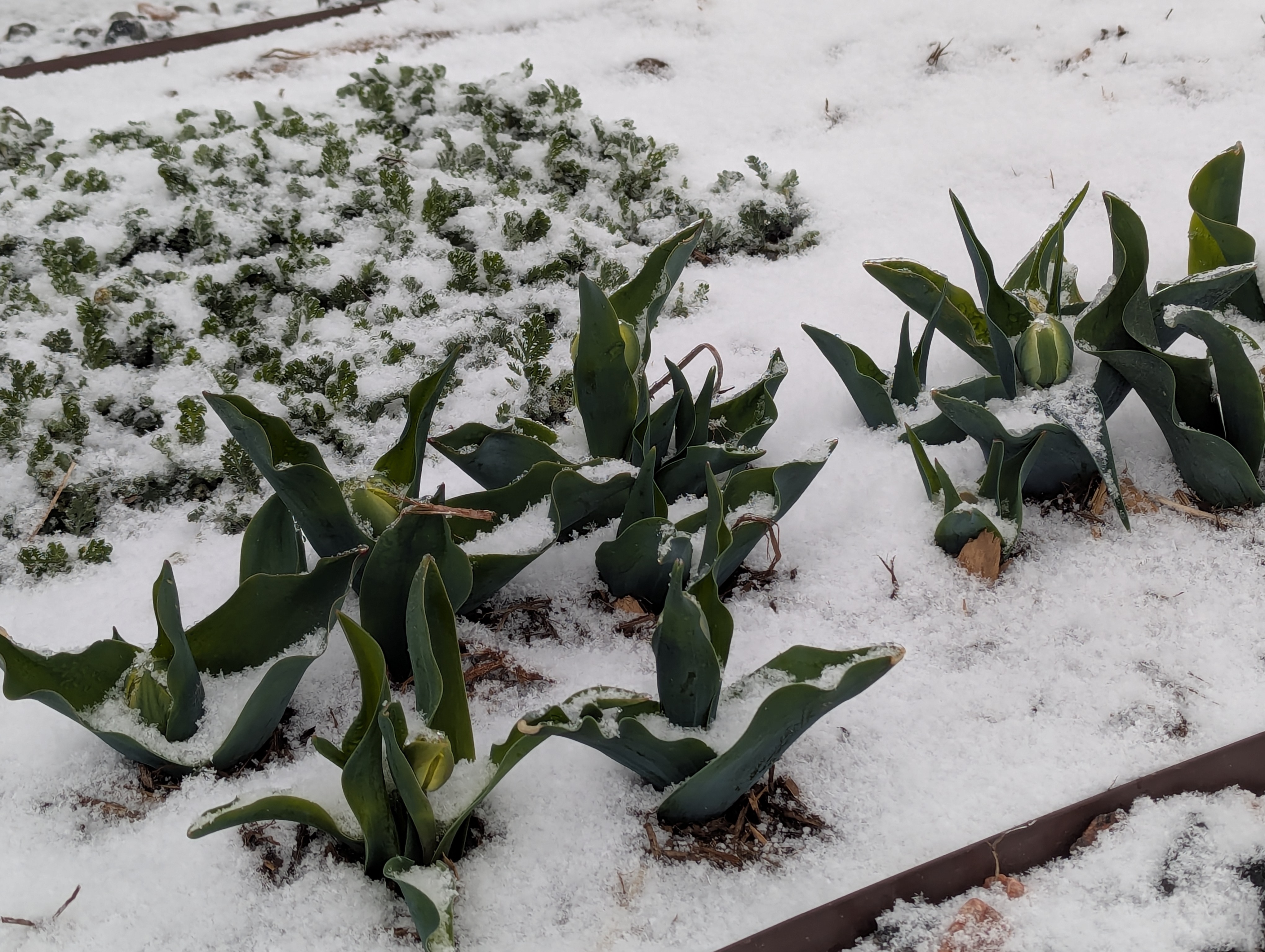 Snow, Morrison, Colorado